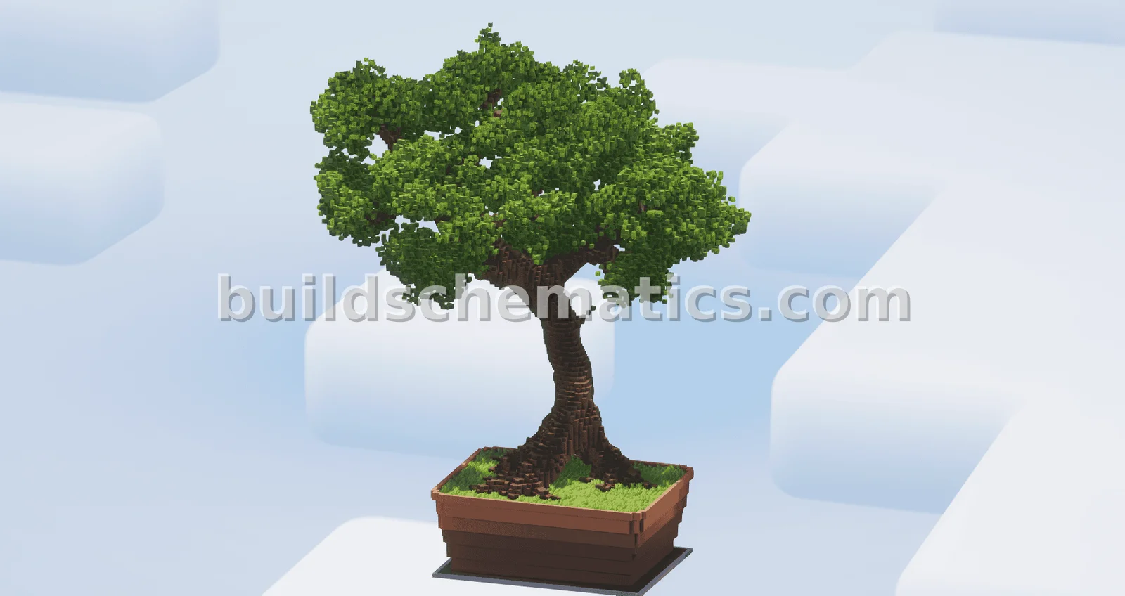 Massive Bonsai Tree