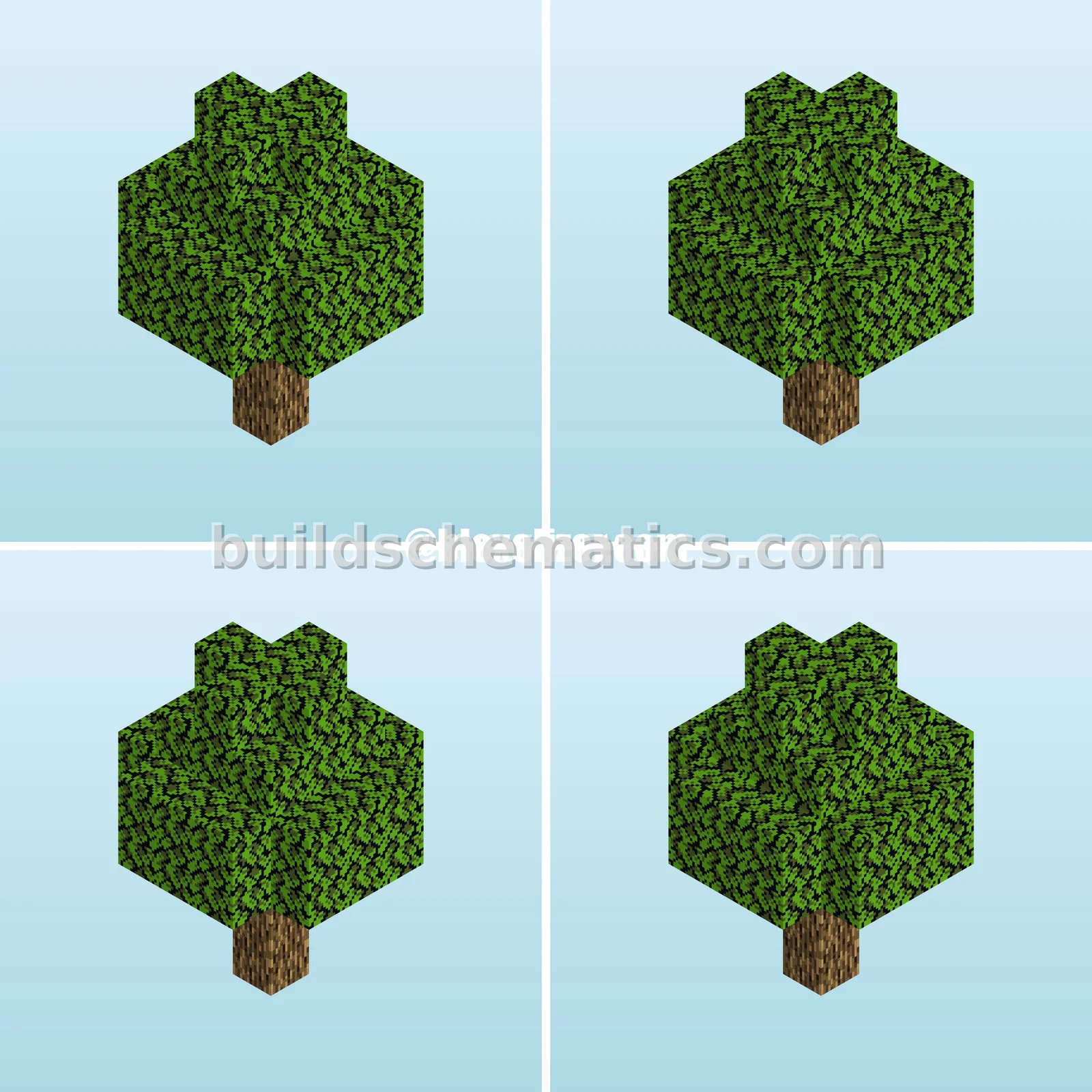 Giant Oak Tree