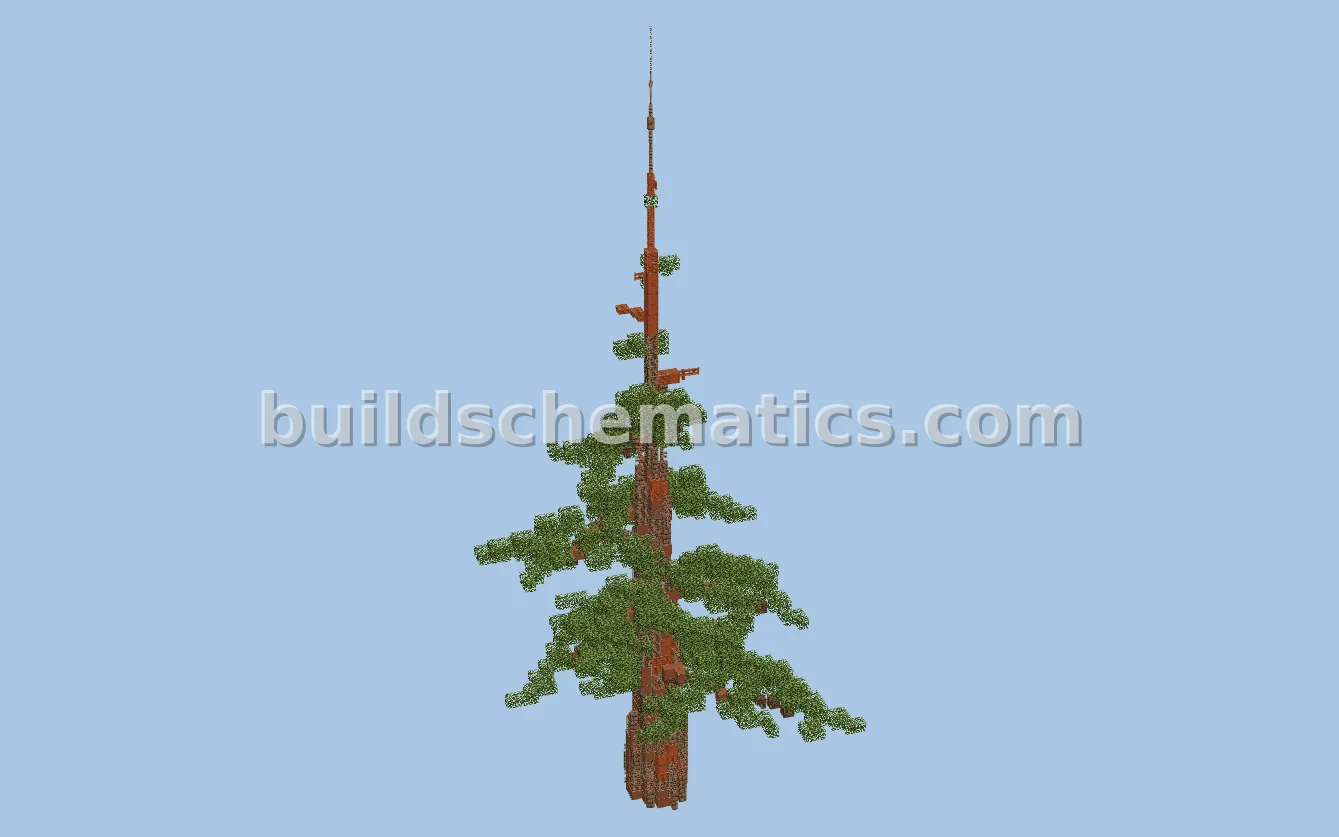 Redwood Tree Day 08