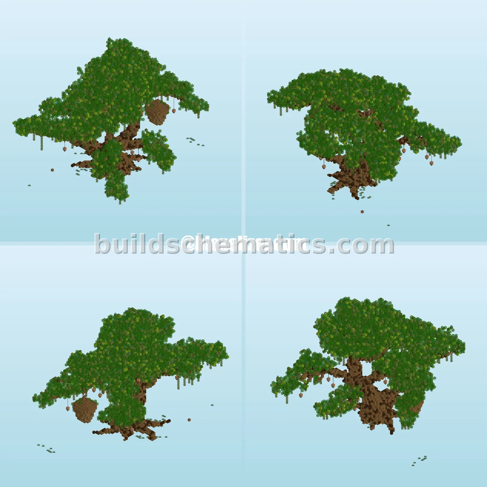 Oak Tree Sapling