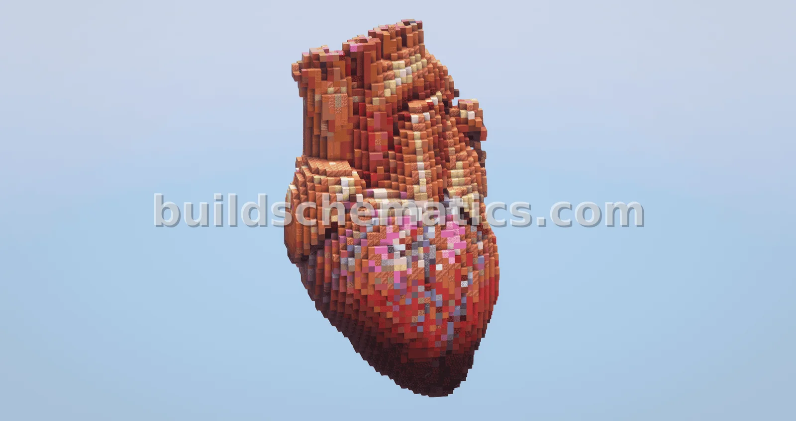 Human Heart Structure