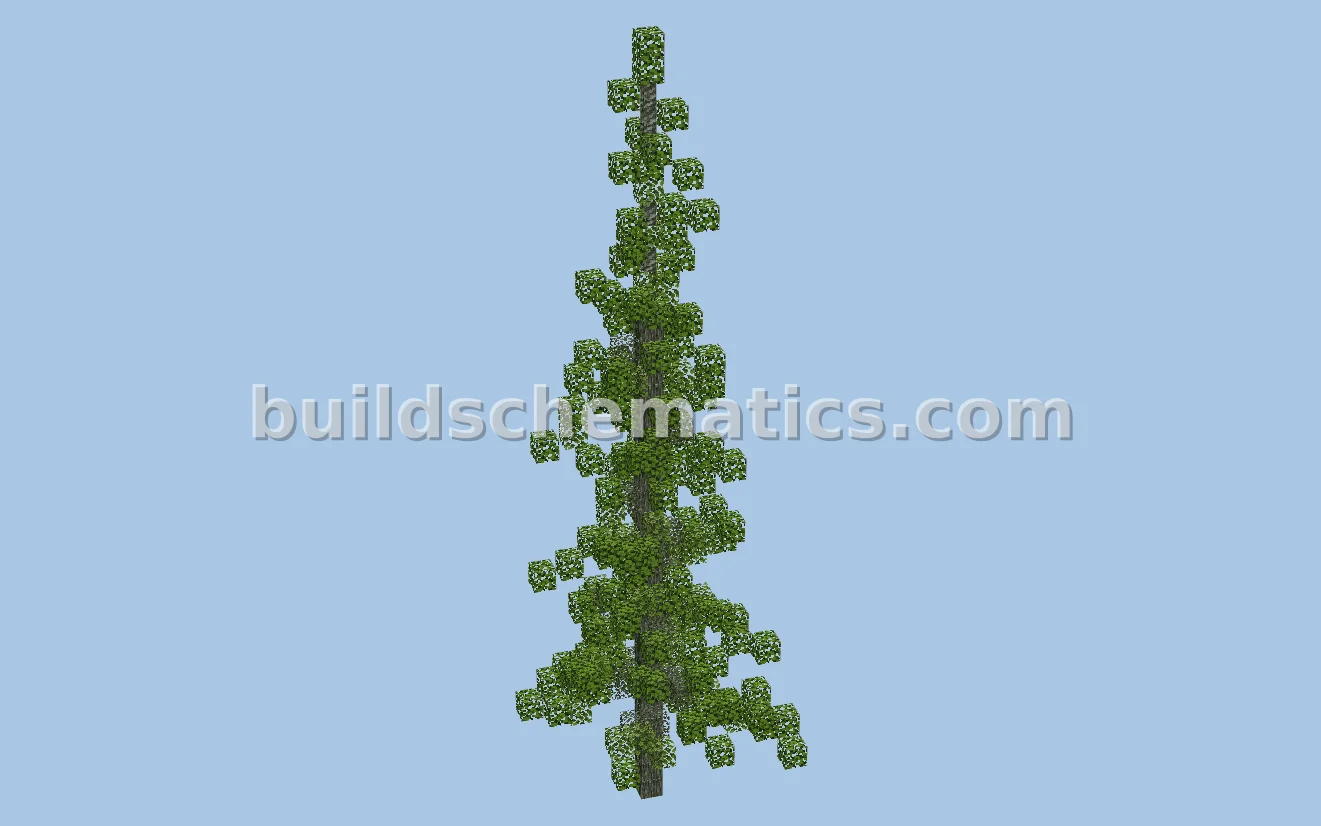 Lodgepole Pine Tree